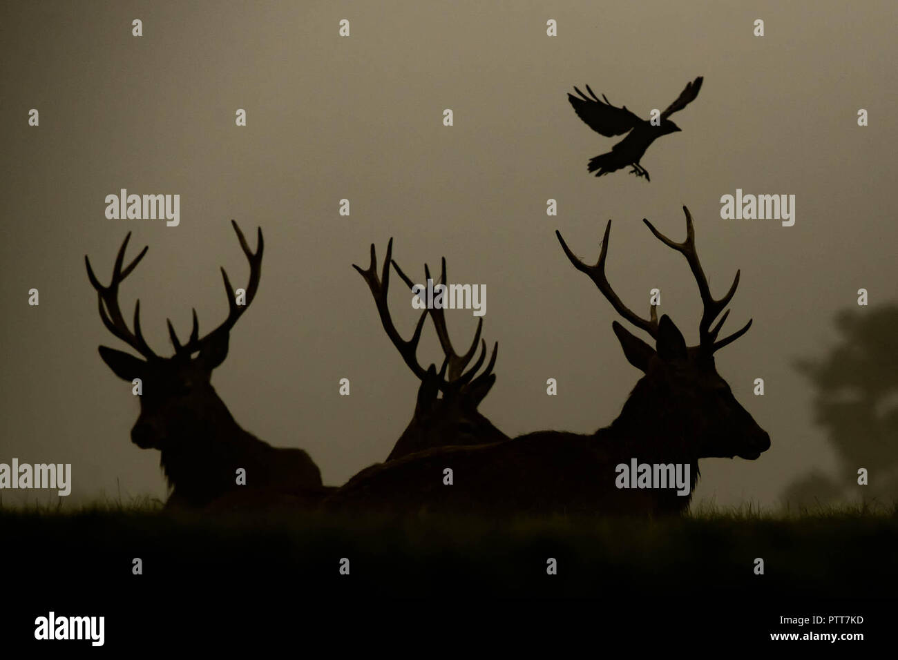 Studley Royal. 10.Oktober 2018. UK Wetter: Neblig morgen in Studley Royal. Warten auf den Nebel zu löschen: Mark Slater/Alamy leben Nachrichten Stockfoto