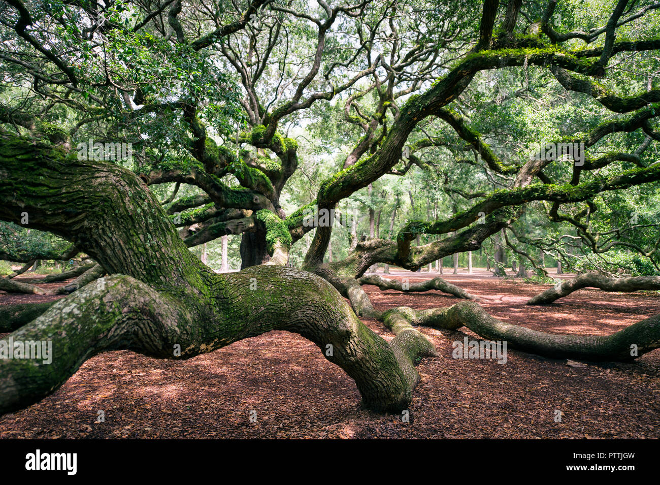 Majestic Moos Eiche in einem Sun - dappled Wald im amerikanischen Süden Stockfoto