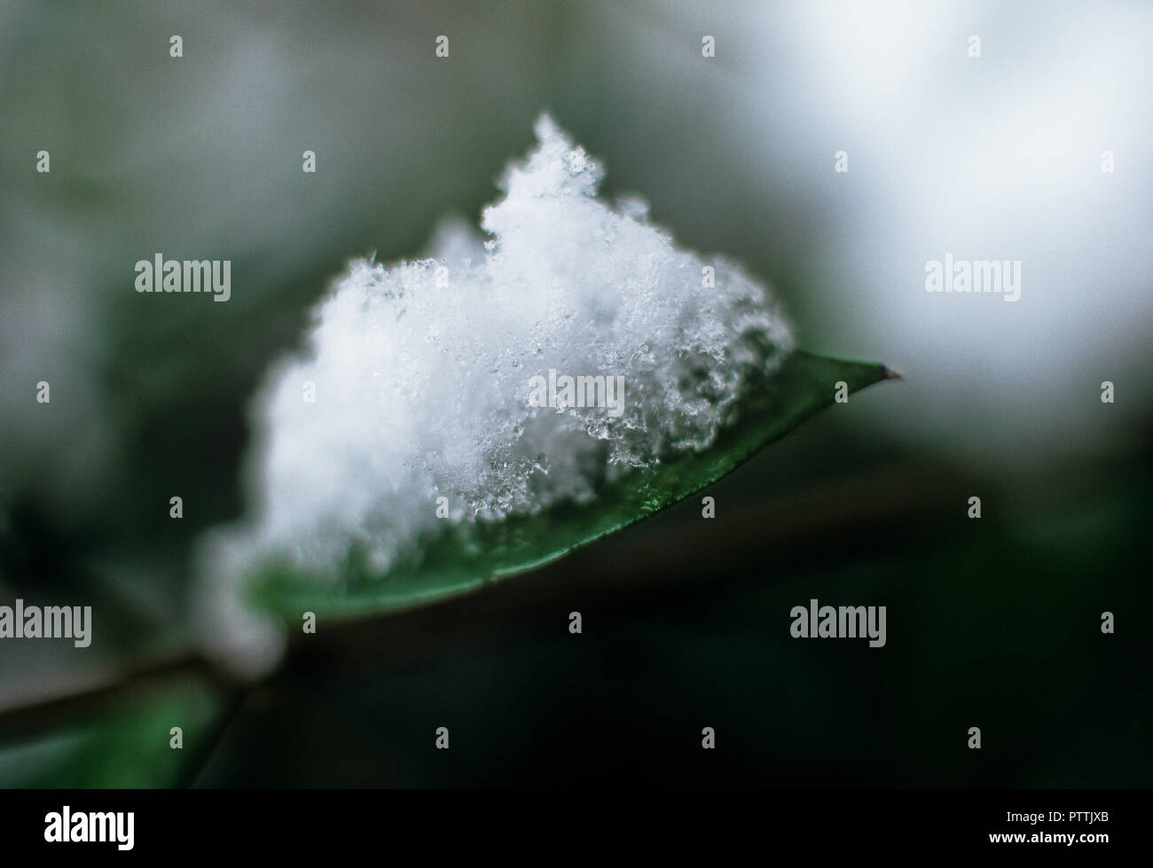 Auf immergrüne Blätter Schneefall Stockfoto