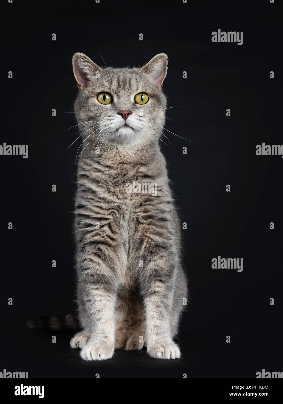 Klug Suchen senior Britisch Kurzhaar Katze, sitzend gerade nach oben,  Ansicht von vorne, neben der Kamera, auf schwarzem Hintergrund  Stockfotografie - Alamy