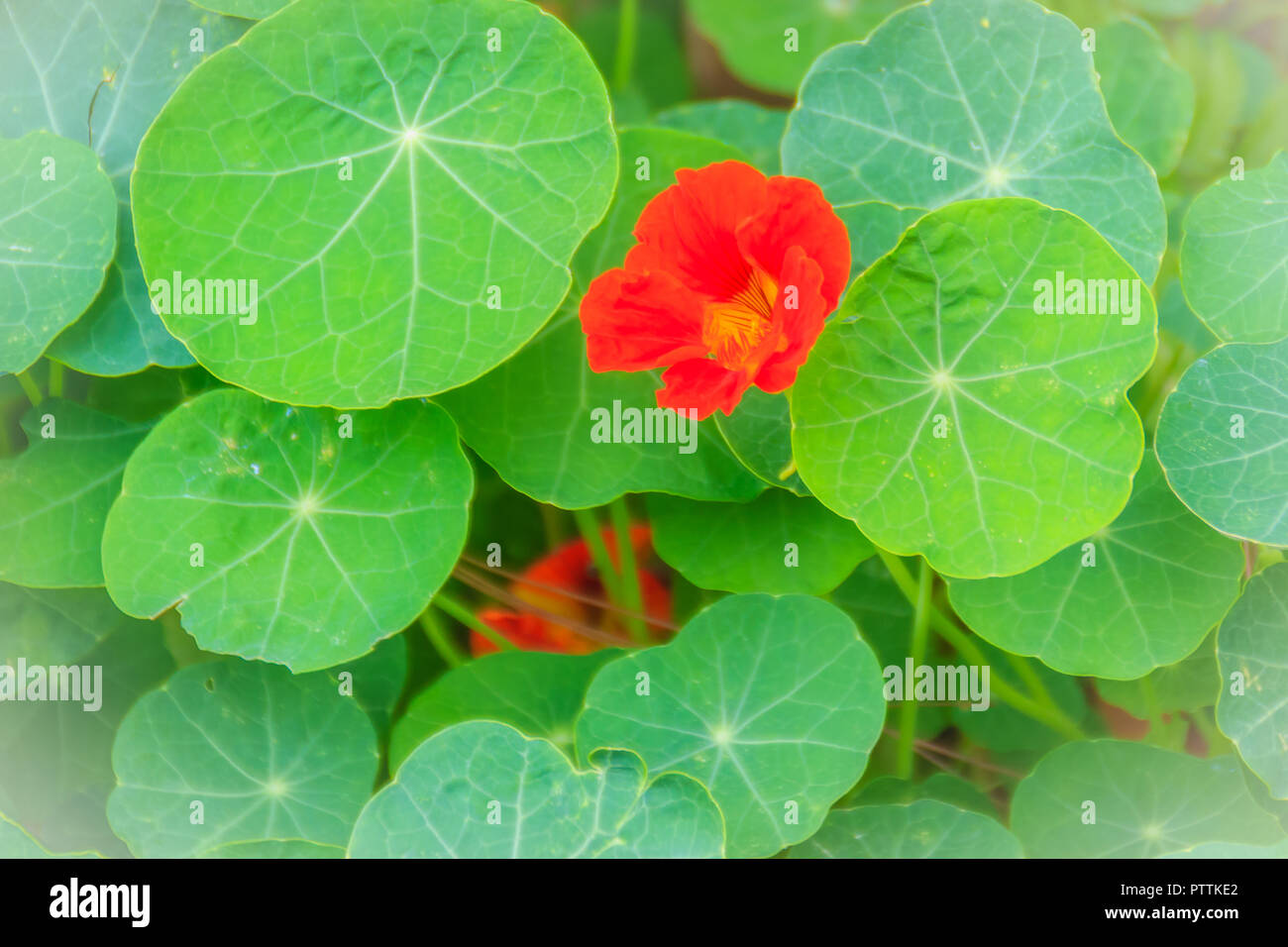 4 Servietten ~ Nasturtium Kapuzinerkresse Blütenranken Blumen