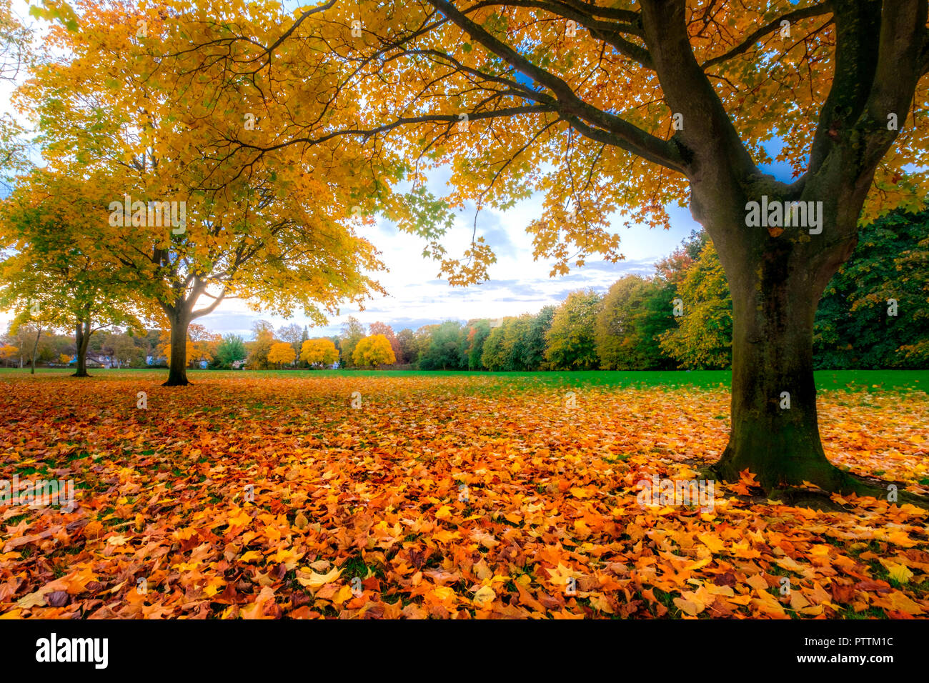 Herbstlaub und Bäume Stockfoto