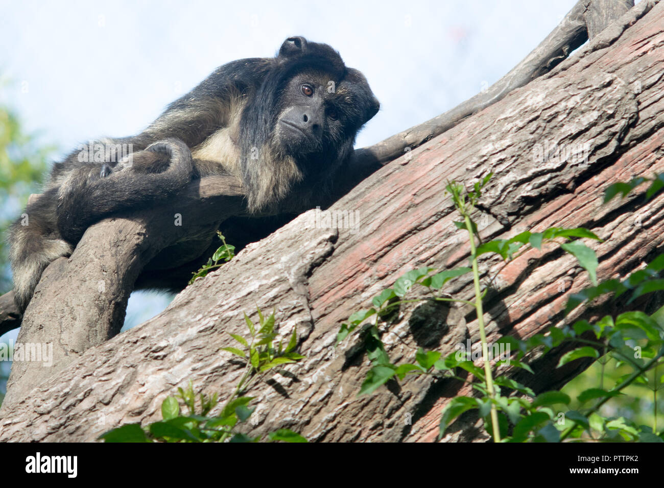 Männlicher schwarzer Brüllaffe Alouatta Caraya Stockfoto