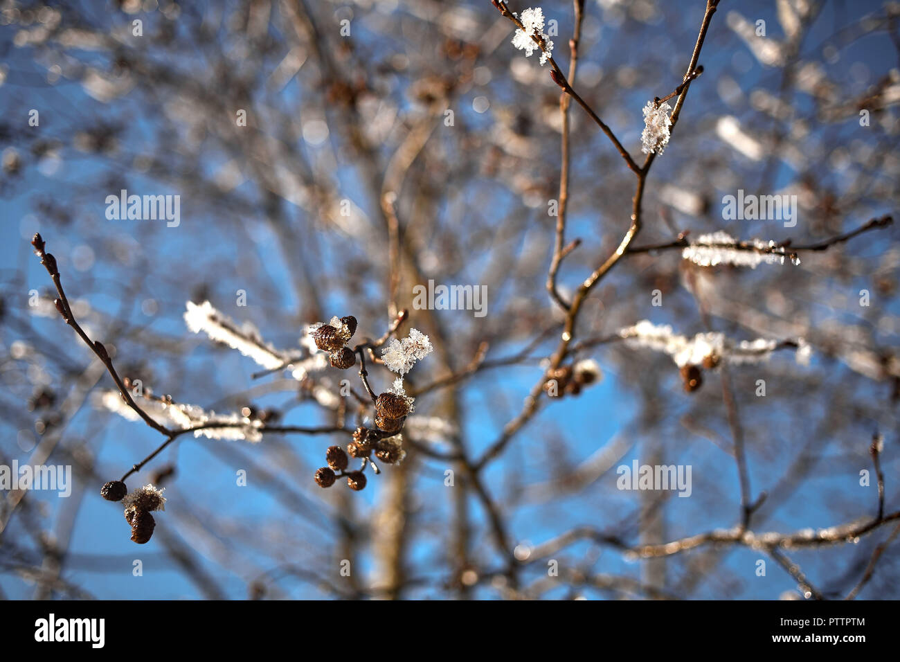 Graue Erle mit palmkätzchen im Schnee bedeckt. Saalbach-Hinterglemm, Österreich. Stockfoto