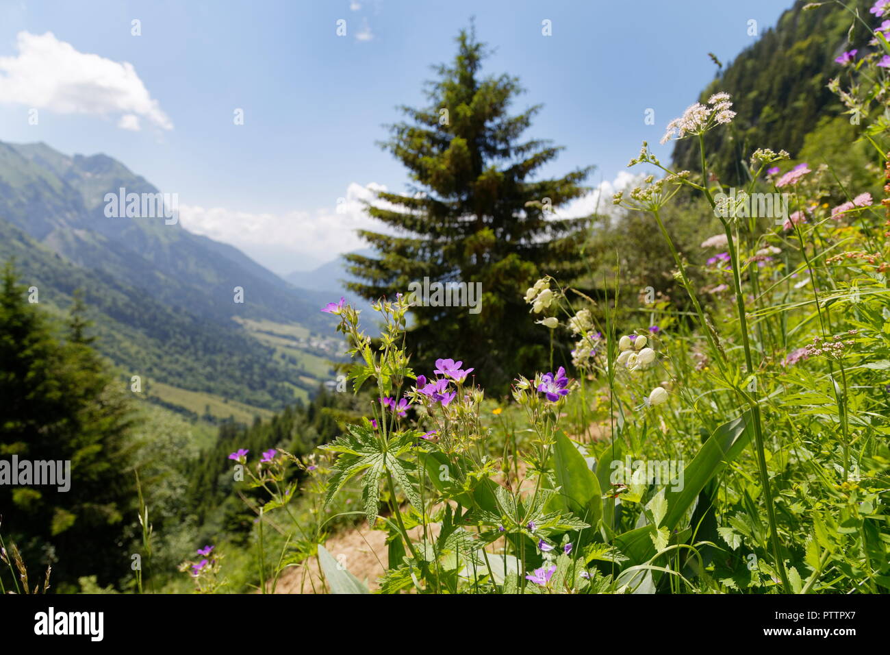 Wiese Blumen in voller Blüte auf der Seite von einem Wanderweg Wanderweg auf den Hügeln rund um Col de La Forclaz Frankreich Stockfoto