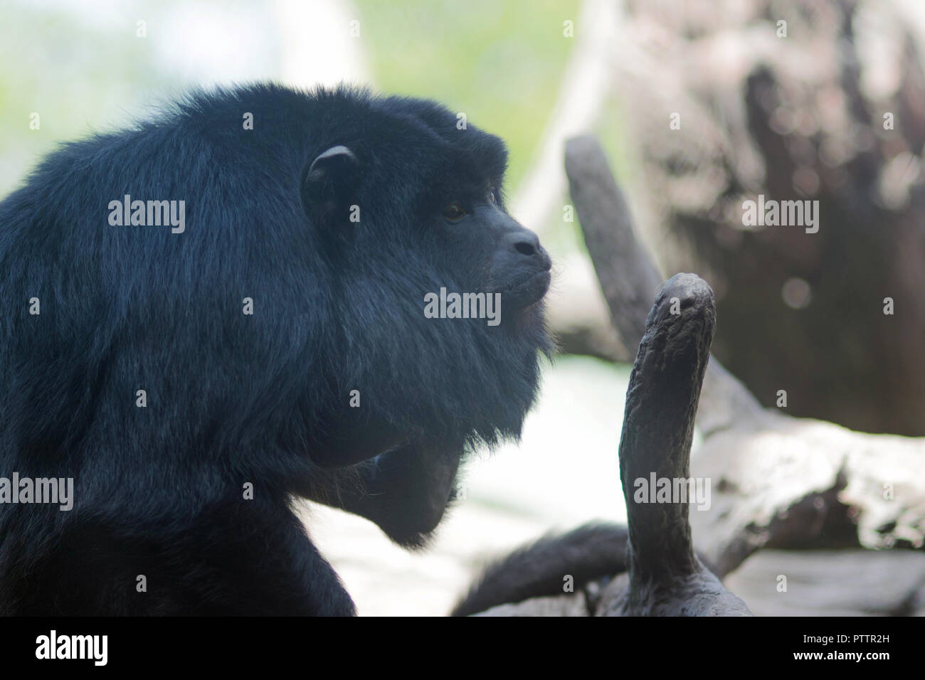 Männlicher schwarzer Brüllaffe Alouatta Caraya Stockfoto