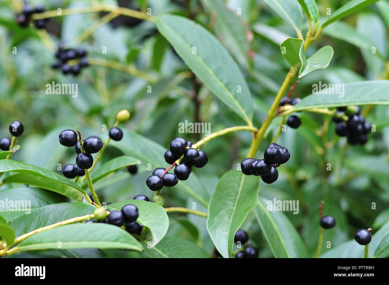 In der Nähe von schwarzen Beeren in einer Hecke von prunus laurocerasus, Cherry Laurel Stockfoto