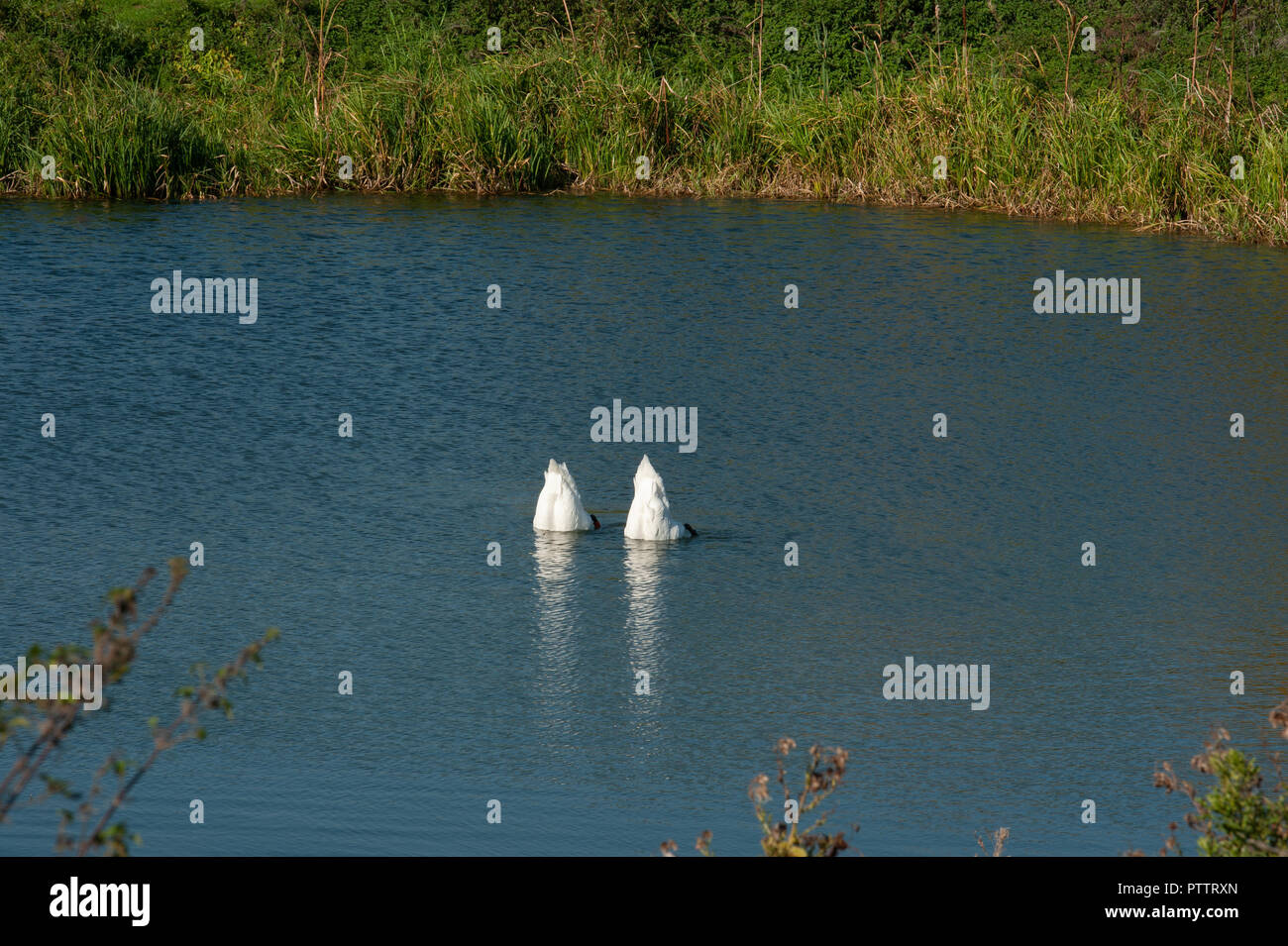 Ein paar Höckerschwäne üben ihre "ynchronised Schwimmen" in einer Seite am Caen Hill Flug auf dem Kennet und Avon, Devizes, Wiltshire Stockfoto