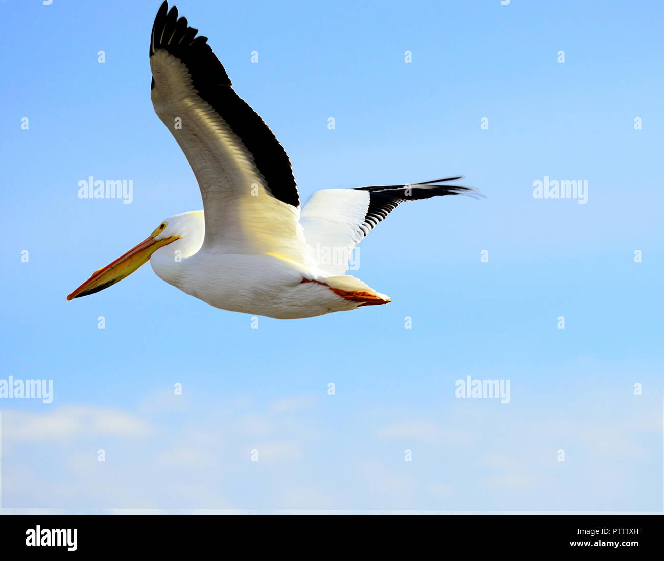 Eine amerikanische Pelican schwebt über mit den blauen Frühlingshimmel glühende um den Vogel Stockfoto