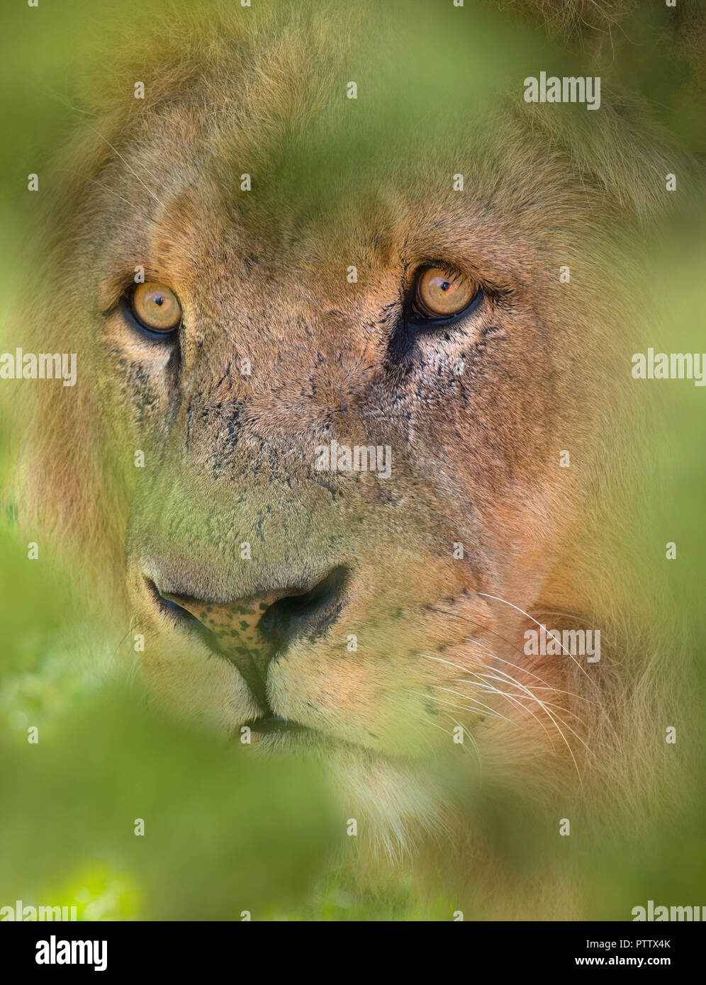 Erwachsener Löwe Panthera leo im Masai Mara Nationalpark Kenia Stockfoto