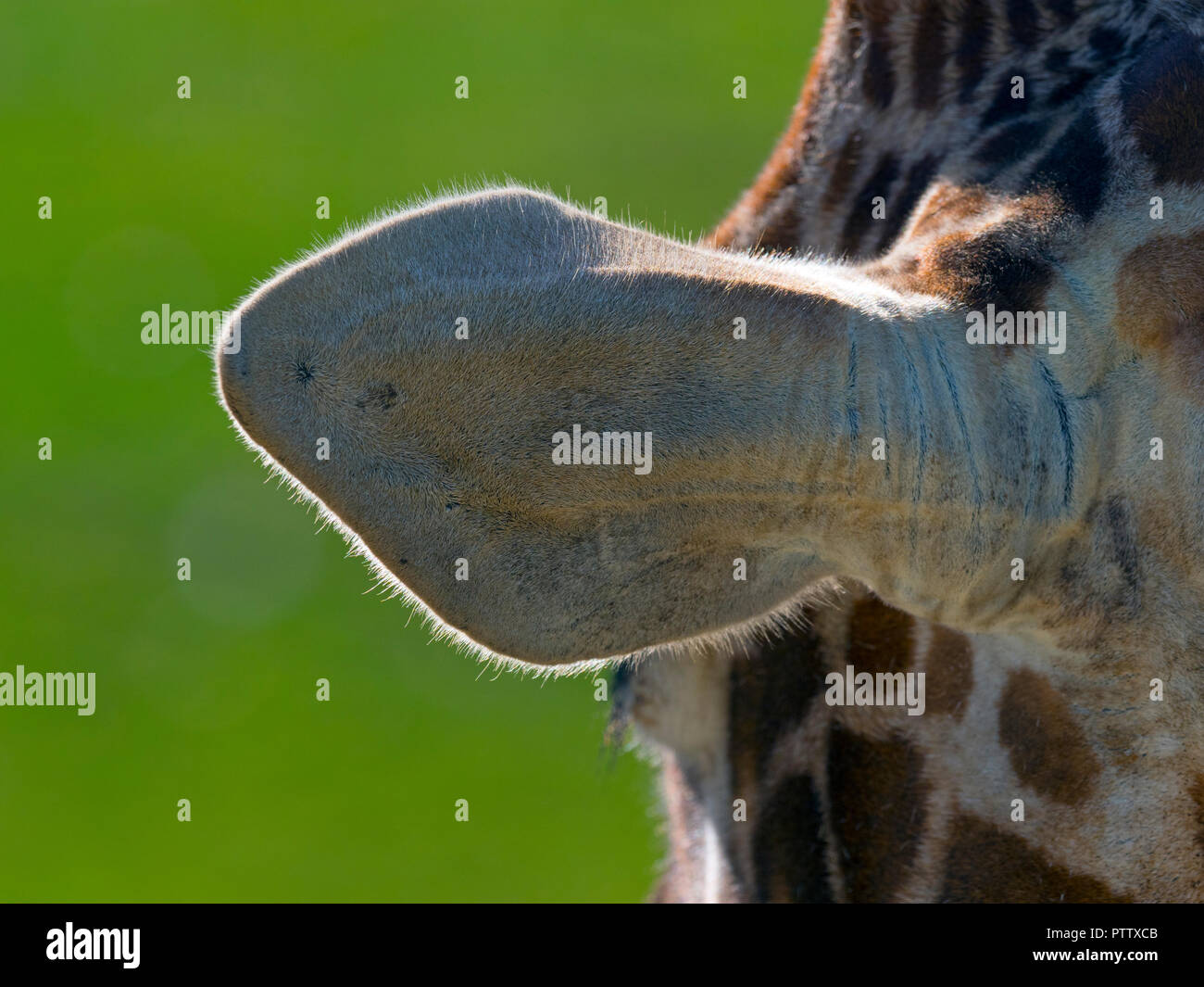 Ohr des Netzgiraffe Stockfoto
