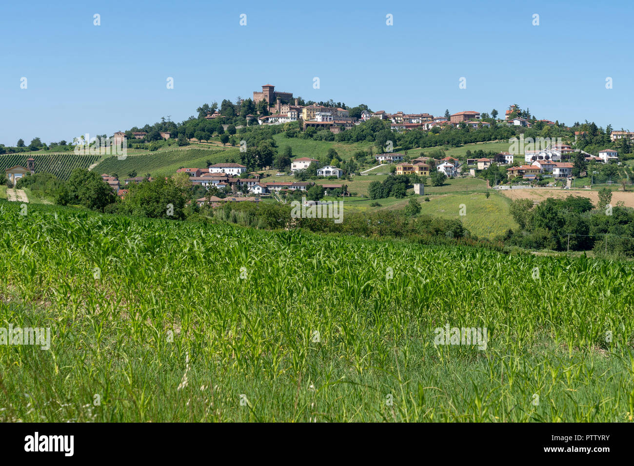 Weinberge am Gabiano, Alessandria, Monferrato, Piemont, Italien. Sommer Landschaft Stockfoto