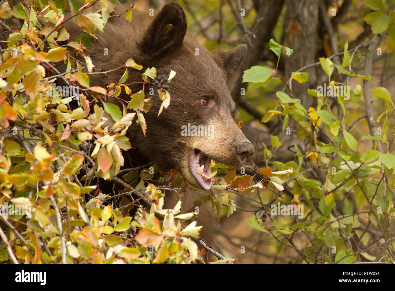 Schwarzer Bär Essen Hawthorne Beeren Stockfoto