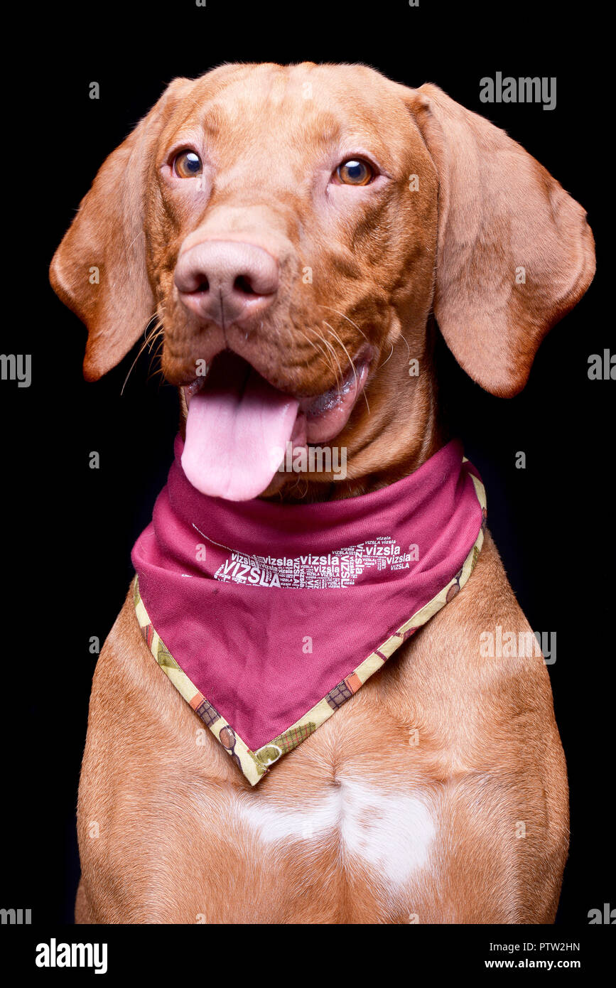 Studio geschossen von einem entzückenden Ungarische Vizsla mit lila Schal - auf schwarzem Hintergrund isoliert. Stockfoto