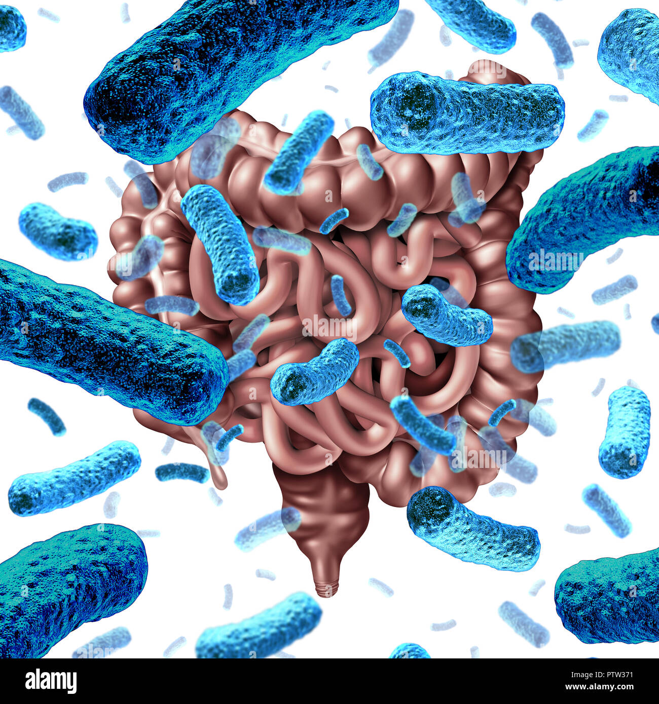 Darmbakterien wie probiotische Bakterien im Dünndarm und verdauungsfördernde Mikroflora im Dickdarm oder Darm als Symbol für mikrobiom. Stockfoto