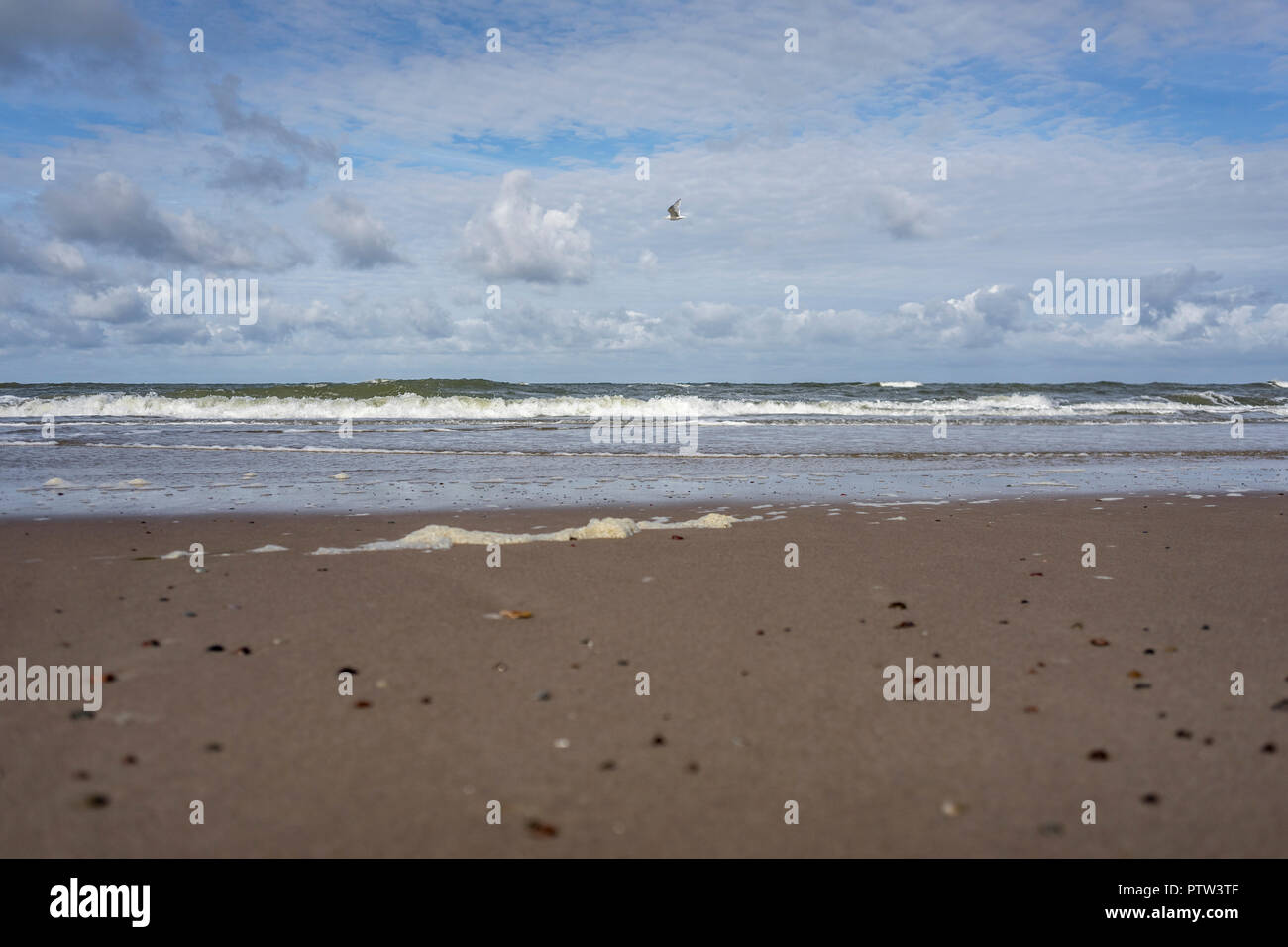 Möwen am Strand an der Küste von Mielno, Polen 2018. Stockfoto