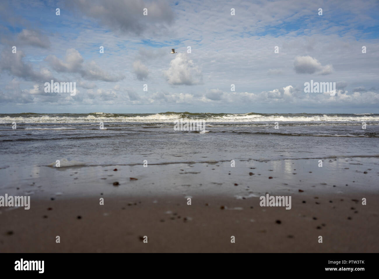 Möwen am Strand an der Küste von Mielno, Polen 2018. Stockfoto