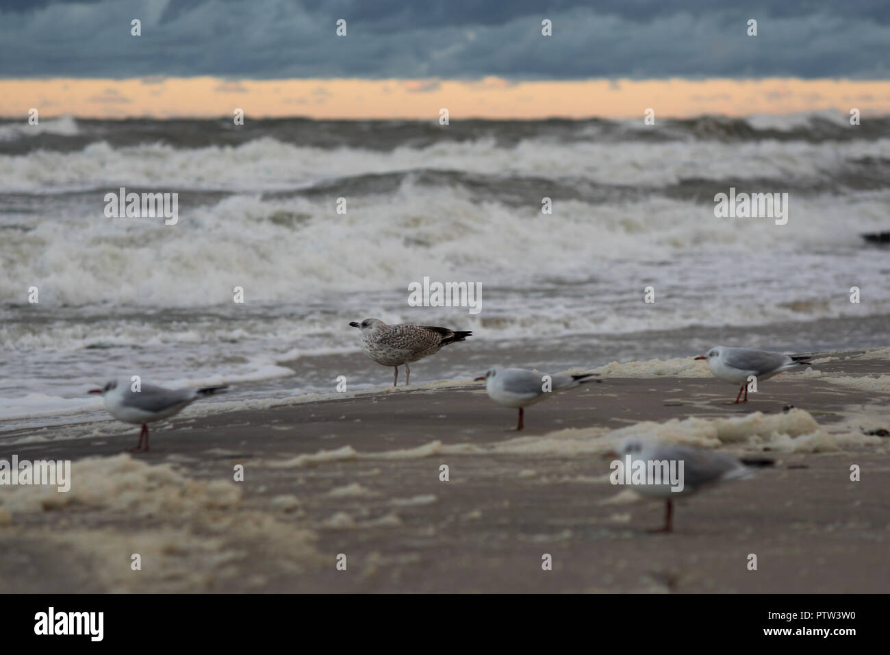 Möwen am Strand an der Küste von Mielno, Polen 2018. Stockfoto