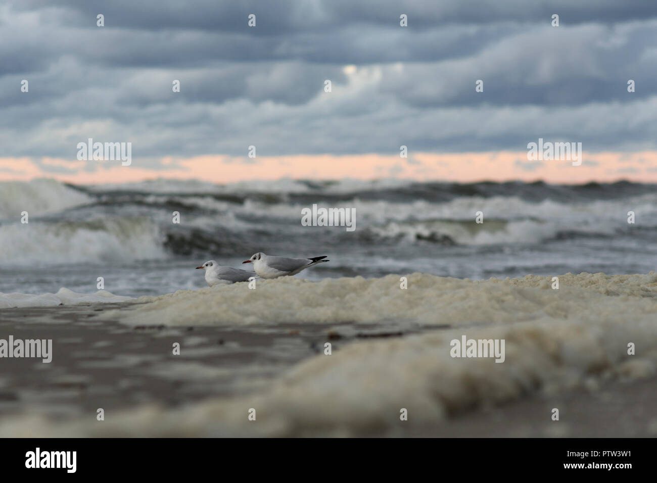 Möwen am Strand an der Küste von Mielno, Polen 2018. Stockfoto