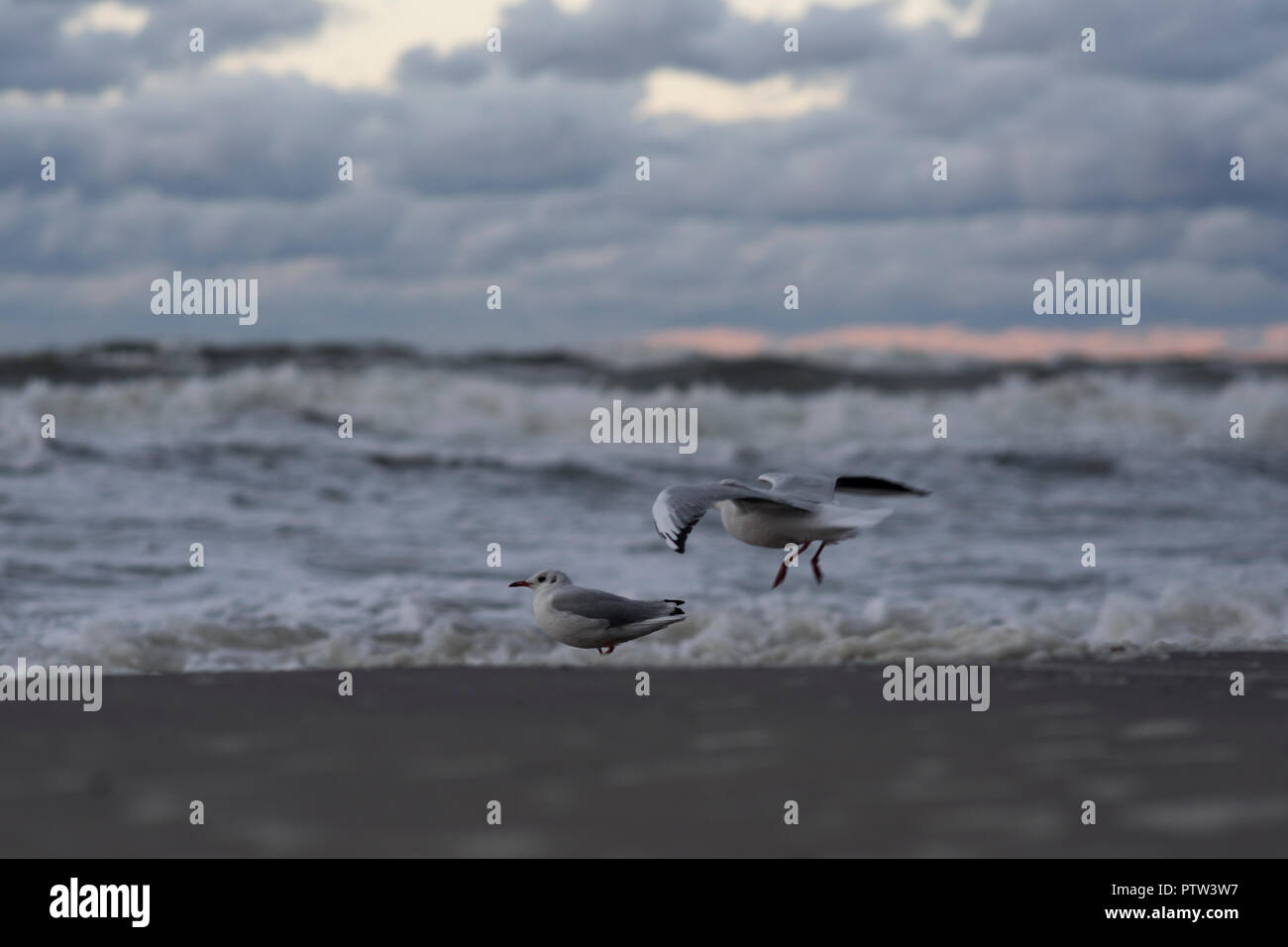 Möwen am Strand an der Küste von Mielno, Polen 2018. Stockfoto