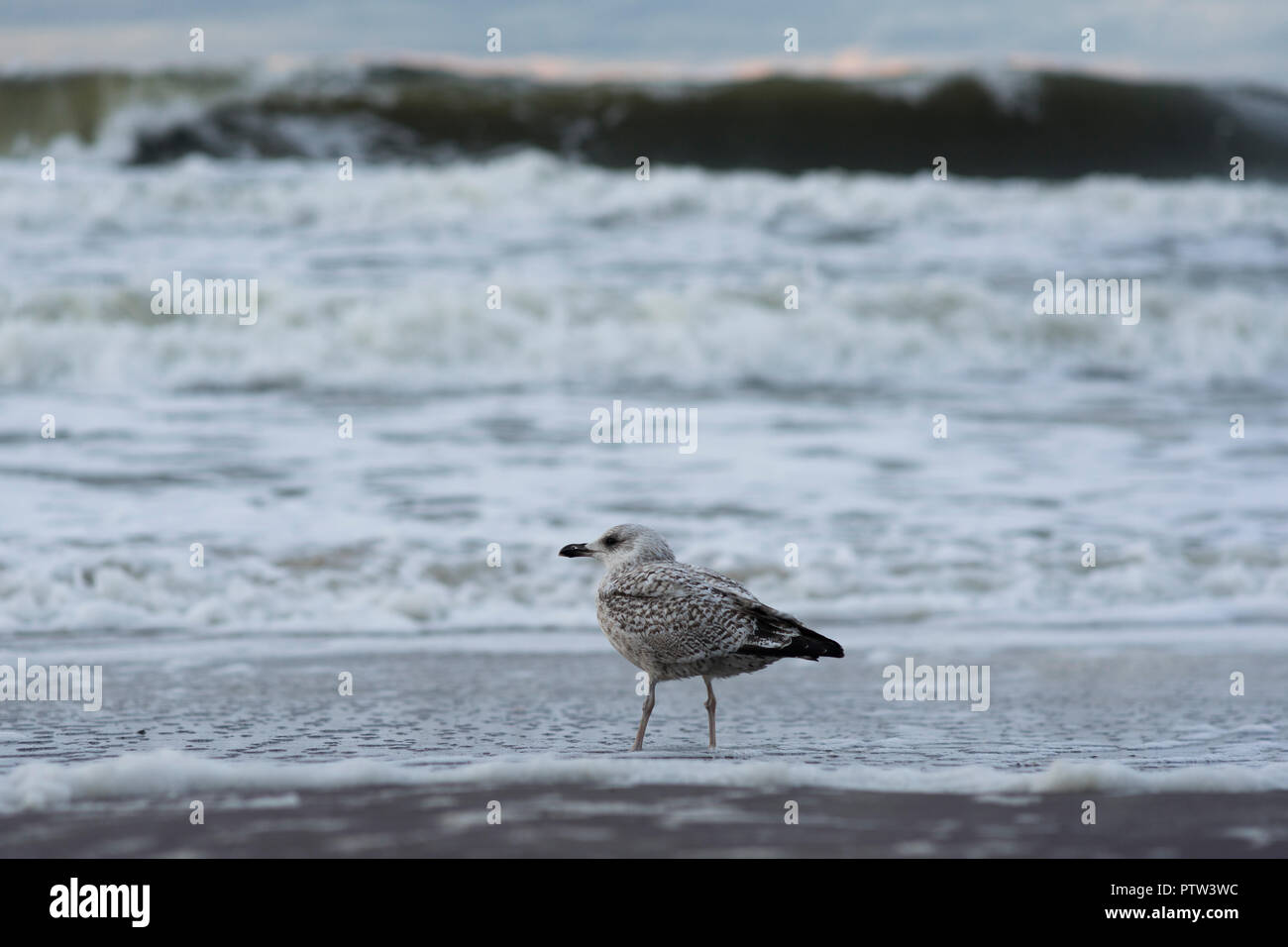 Eine Möwe am Strand an der Küste von Mielno, Polen 2018. Stockfoto