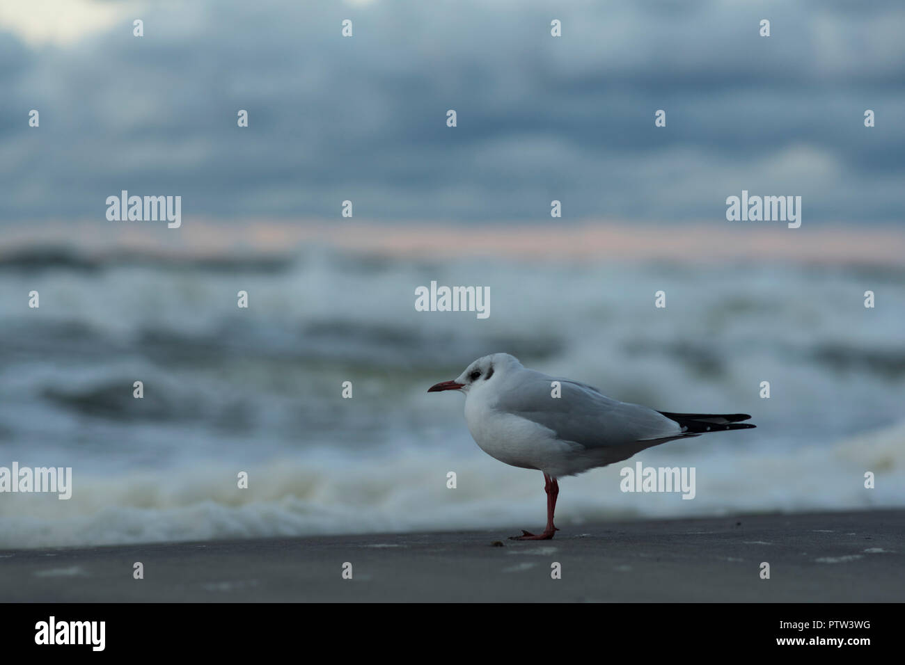 Möwen am Strand an der Küste von Mielno, Polen 2018. Stockfoto