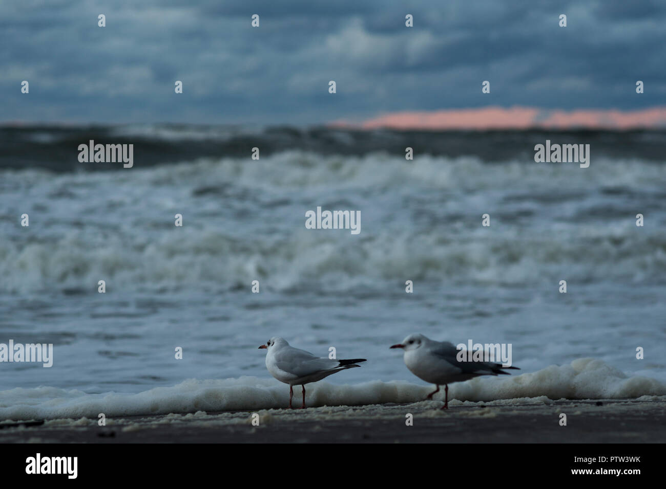 Möwen am Strand an der Küste von Mielno, Polen 2018. Stockfoto