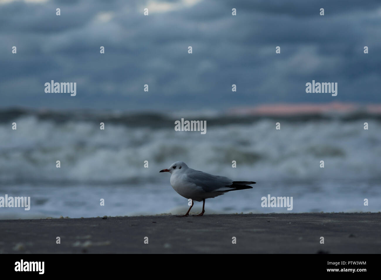 Möwen am Strand an der Küste von Mielno, Polen 2018. Stockfoto