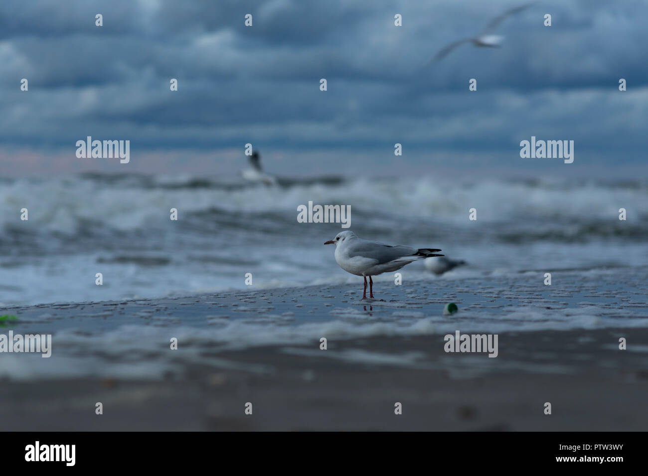 Möwen am Strand an der Küste von Mielno, Polen 2018. Stockfoto