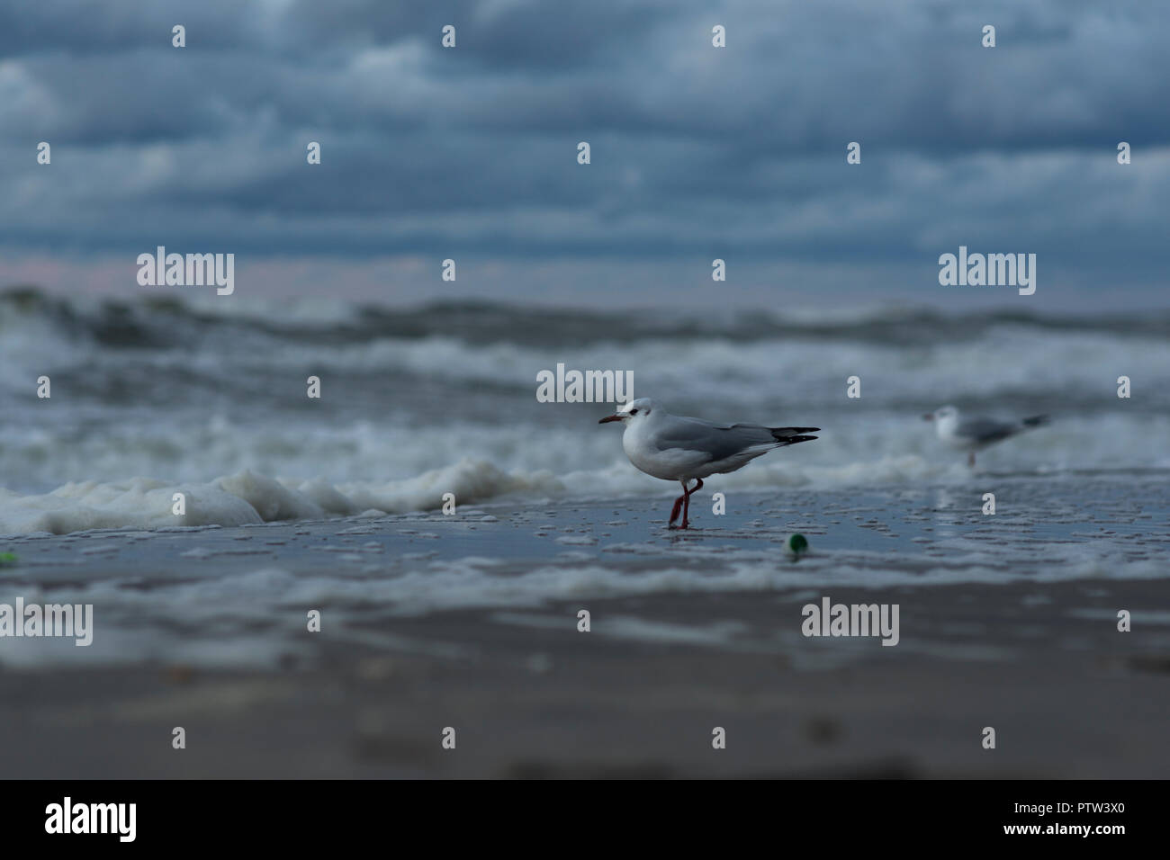 Möwen am Strand an der Küste von Mielno, Polen 2018. Stockfoto
