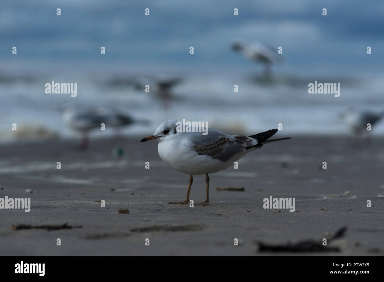Möwen am Strand an der Küste von Mielno, Polen 2018. Stockfoto