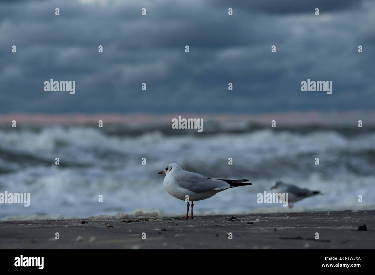 Möwen am Strand an der Küste von Mielno, Polen 2018. Stockfoto