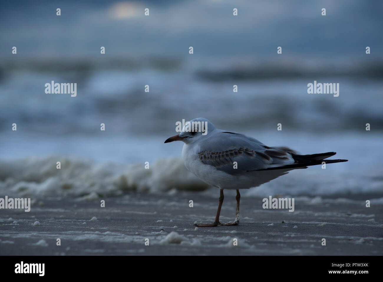 Möwen am Strand an der Küste von Mielno, Polen 2018. Stockfoto