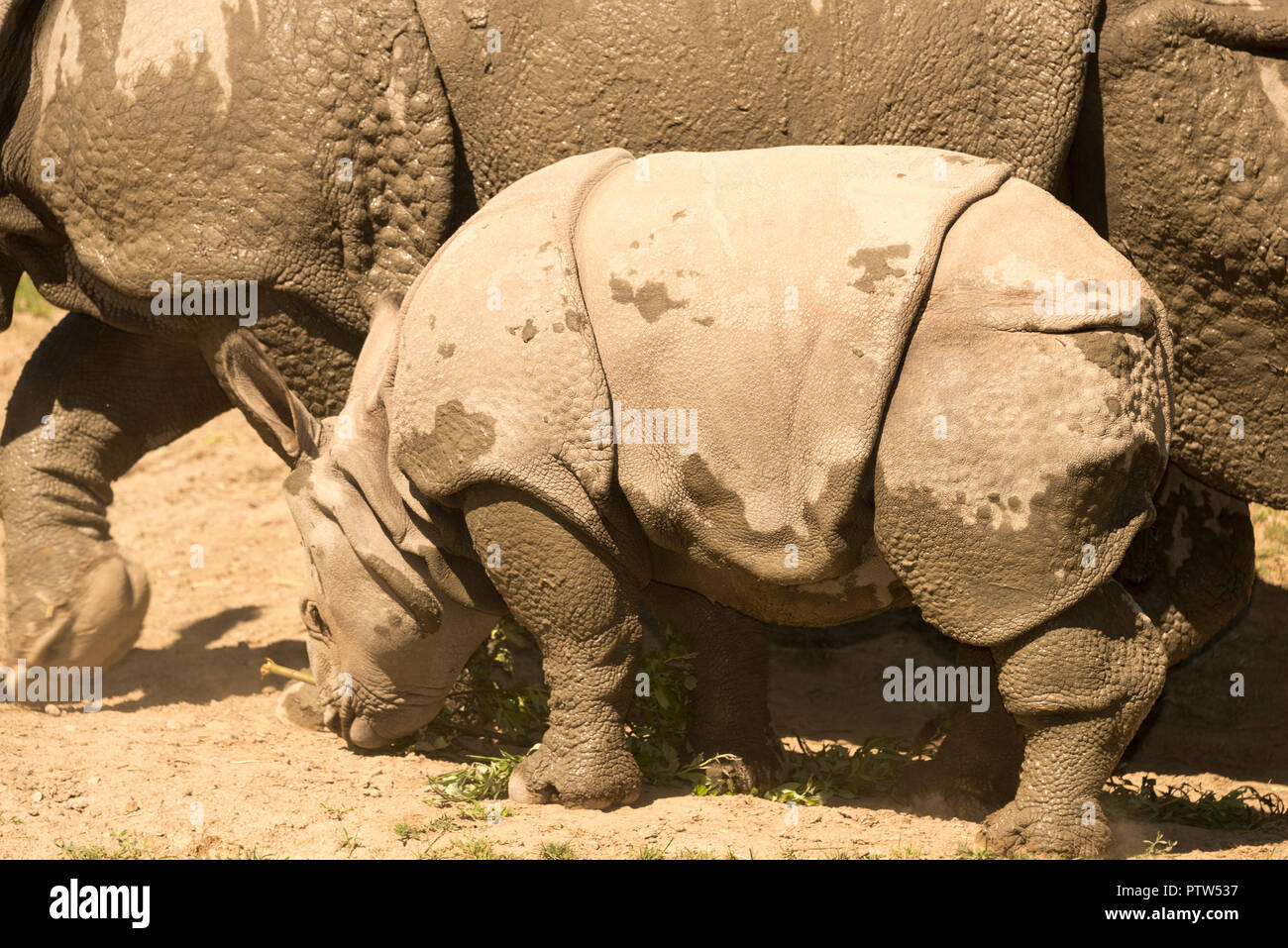 Indian rhino Kalb mit Mutter Stockfoto