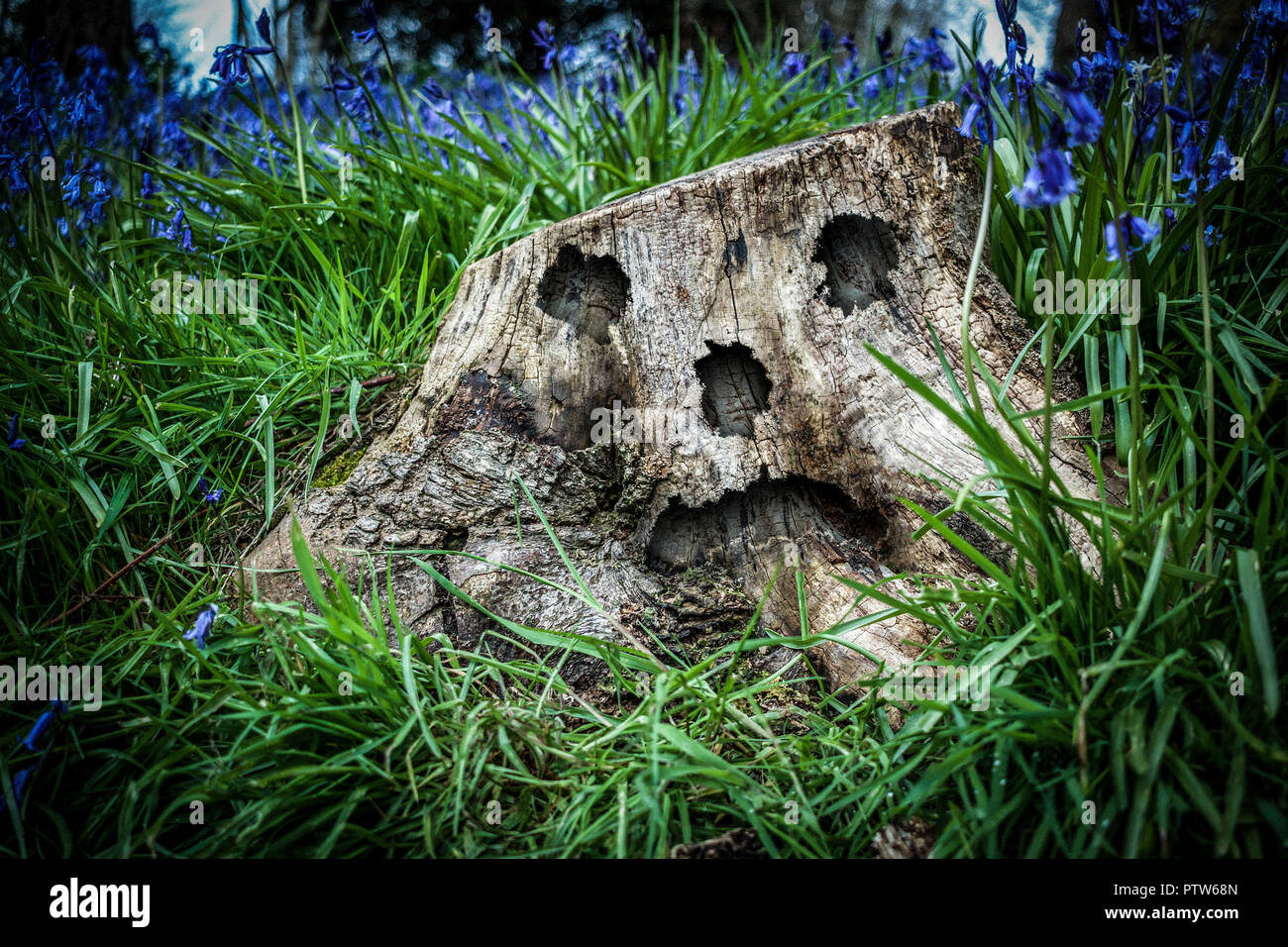 Schnitt Baumstumpf mit gruseligen bösen dämonischen Gesicht versteckt zwischen dem hohen Gras und Bluebells auf IDE Hill, Sevenoaks, 24.. April 2016 Stockfoto