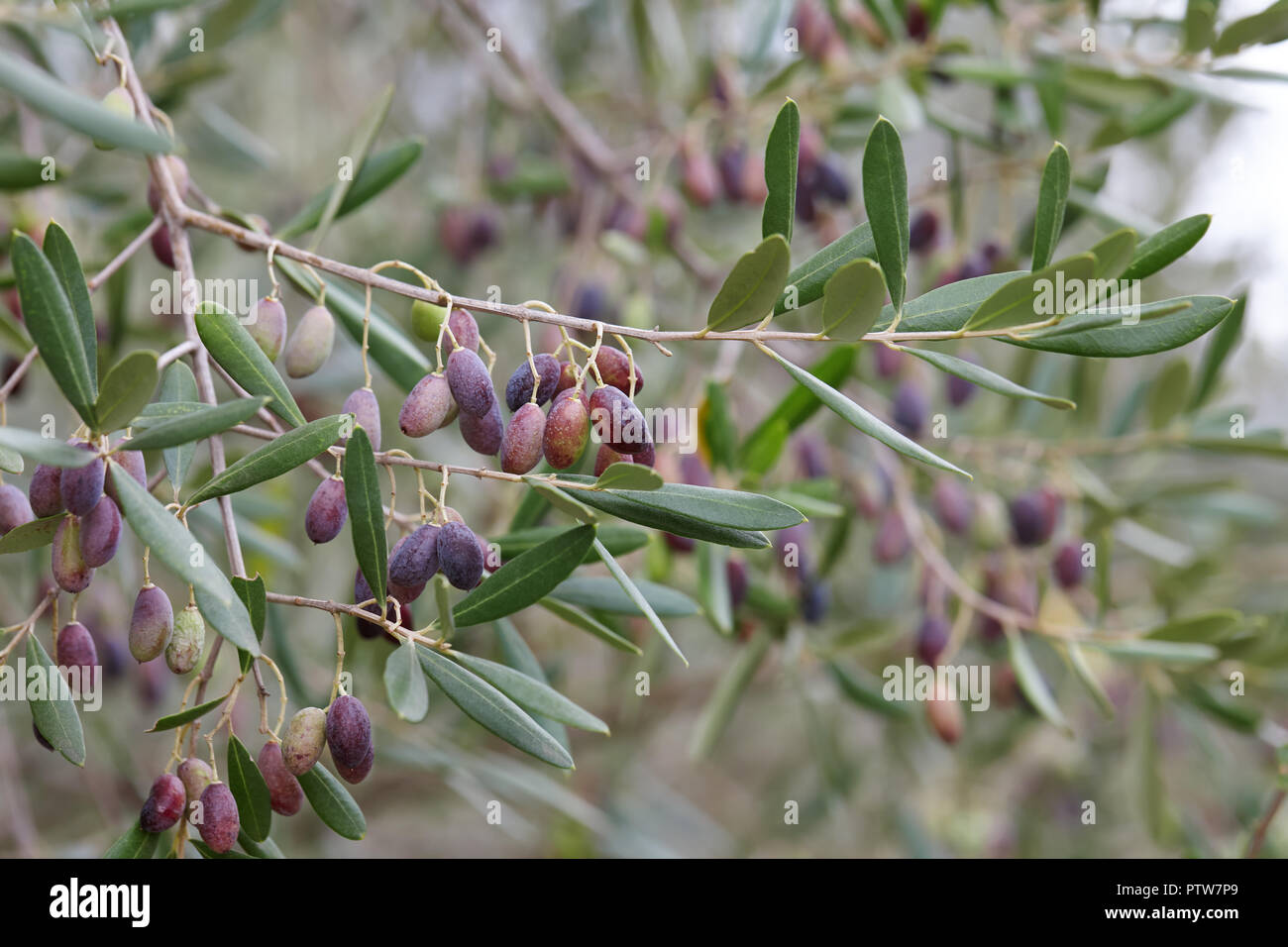 Reifen Oliven in der Olive Tree Branch Nahaufnahme Stockfoto