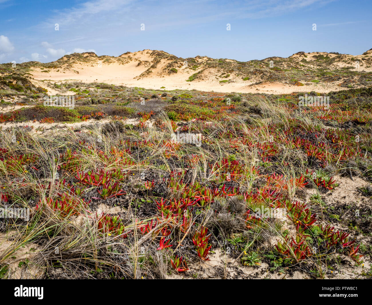 Sanddünen mit Sukkulenten im Praia de Almograve, Alentejo, Costa Vicentina Küste von Portugal Stockfoto