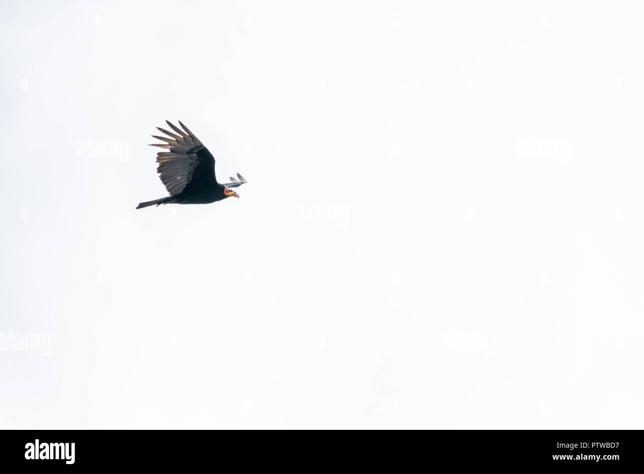 Pacaya Samiria Reservat, Peru, Südamerika. Mehr Yellow-headed Vulture Flying. Stockfoto