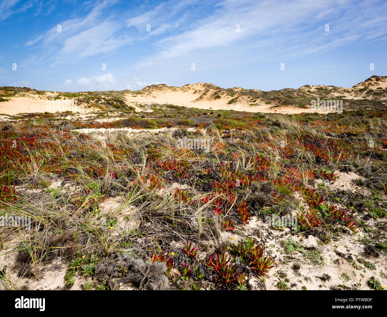 Sanddünen mit Sukkulenten im Praia de Almograve, Alentejo, Costa Vicentina Küste von Portugal Stockfoto