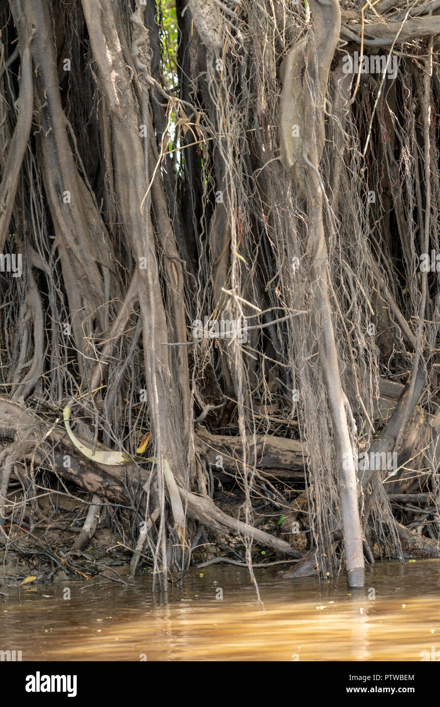 Pacaya Samiria Reservat, Peru, Südamerika. Antenne baum Wurzeln gehen in den Fluss. Stockfoto