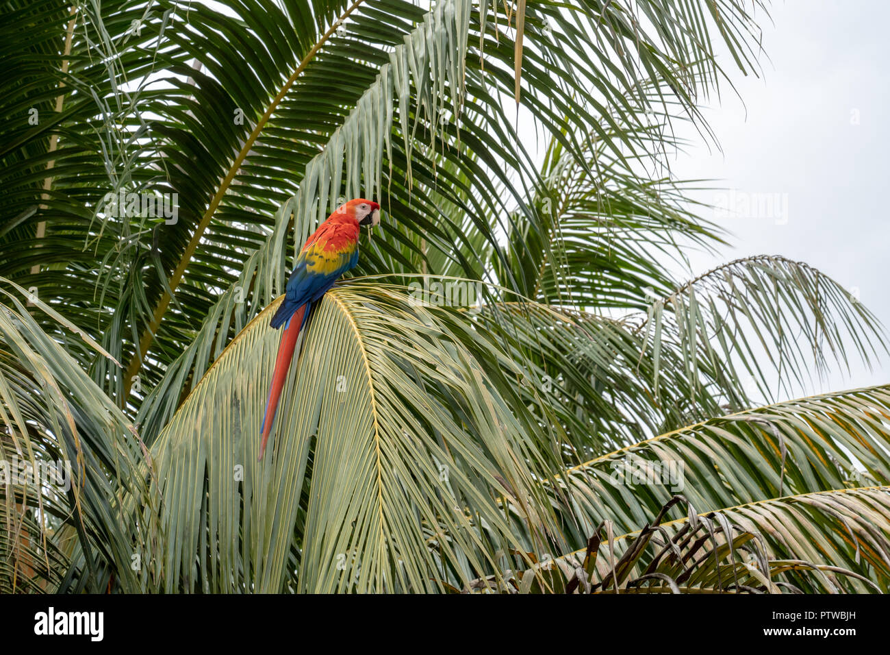 Puerto Miguel Peru, Südamerika. Scarlet Macaw thront in einer Palme. Stockfoto