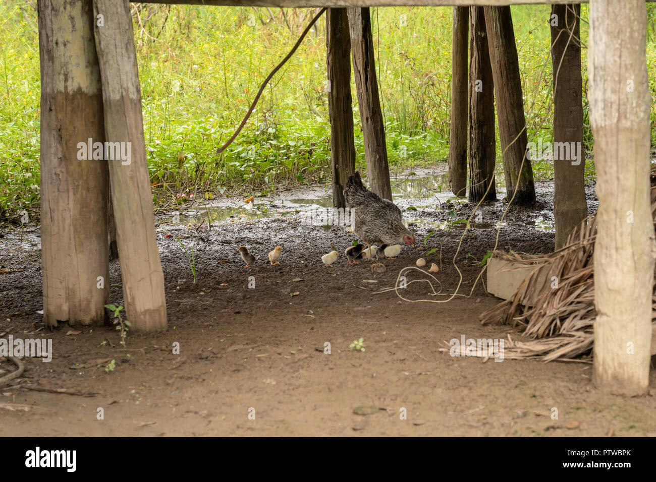 Puerto Miguel, Peru, Südamerika. Gesperrt Plymouth Rock Henne und ihre Küken füttern unter einem angehobenen Gebäude in Puerto Miguel, ein Fischerdorf. Stockfoto