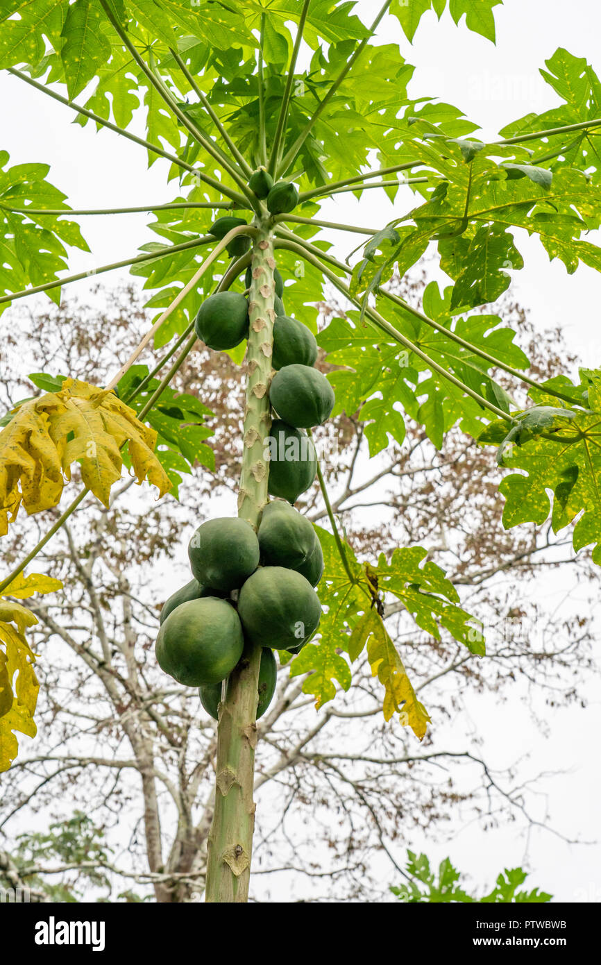 Puerto Miguel, Peru, Südamerika. Kokospalmen in einem Fischerdorf Puerto Miguel. Stockfoto