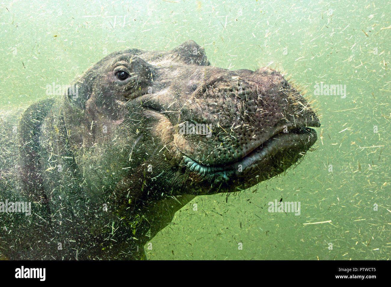 Eine junge Hippo schwimmt unter Wasser. Hippopotamus schwimmt in schmutzigen grünen Wasser. Stockfoto