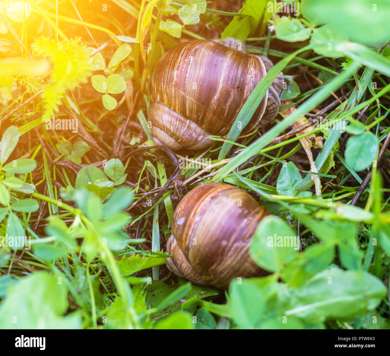 Zwei Schnecken im Sommer Gras auf der Suche nach Essen, Nahaufnahme, Tag-Star Stockfoto