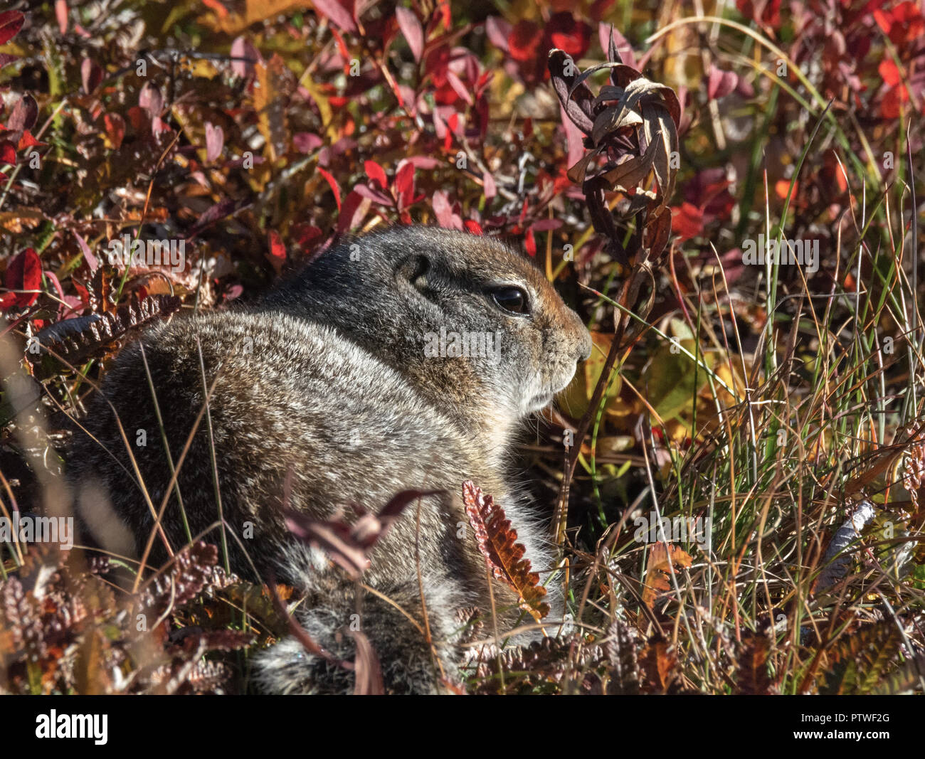 Alaskan Erdhörnchen unter Rötung Ground Cover Stockfoto