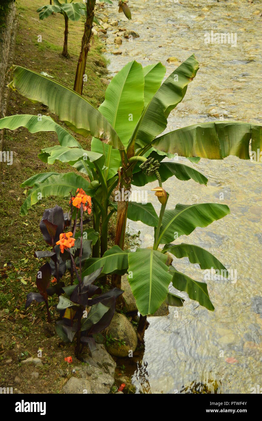 Schöne Anlage am Ufer des Mystic River auf der Camin Encantau Route Im Rat von Llanes. Natur, Reisen, Landschaften, Wälder, Fantasie. Ju Stockfoto