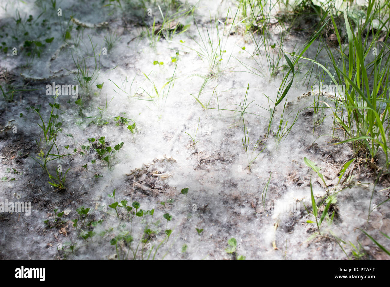 White Poplar Flaum liegt im Wald auf dem Boden, close-up Stockfoto