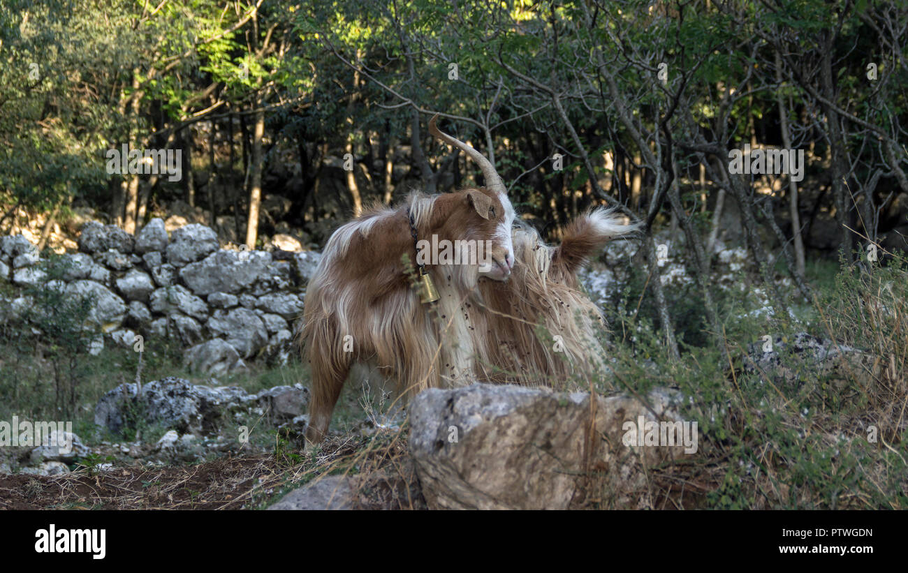 Montenegro - Ziegenbock mit einer Glocke, stehend auf einem felsigen Glade Stockfoto