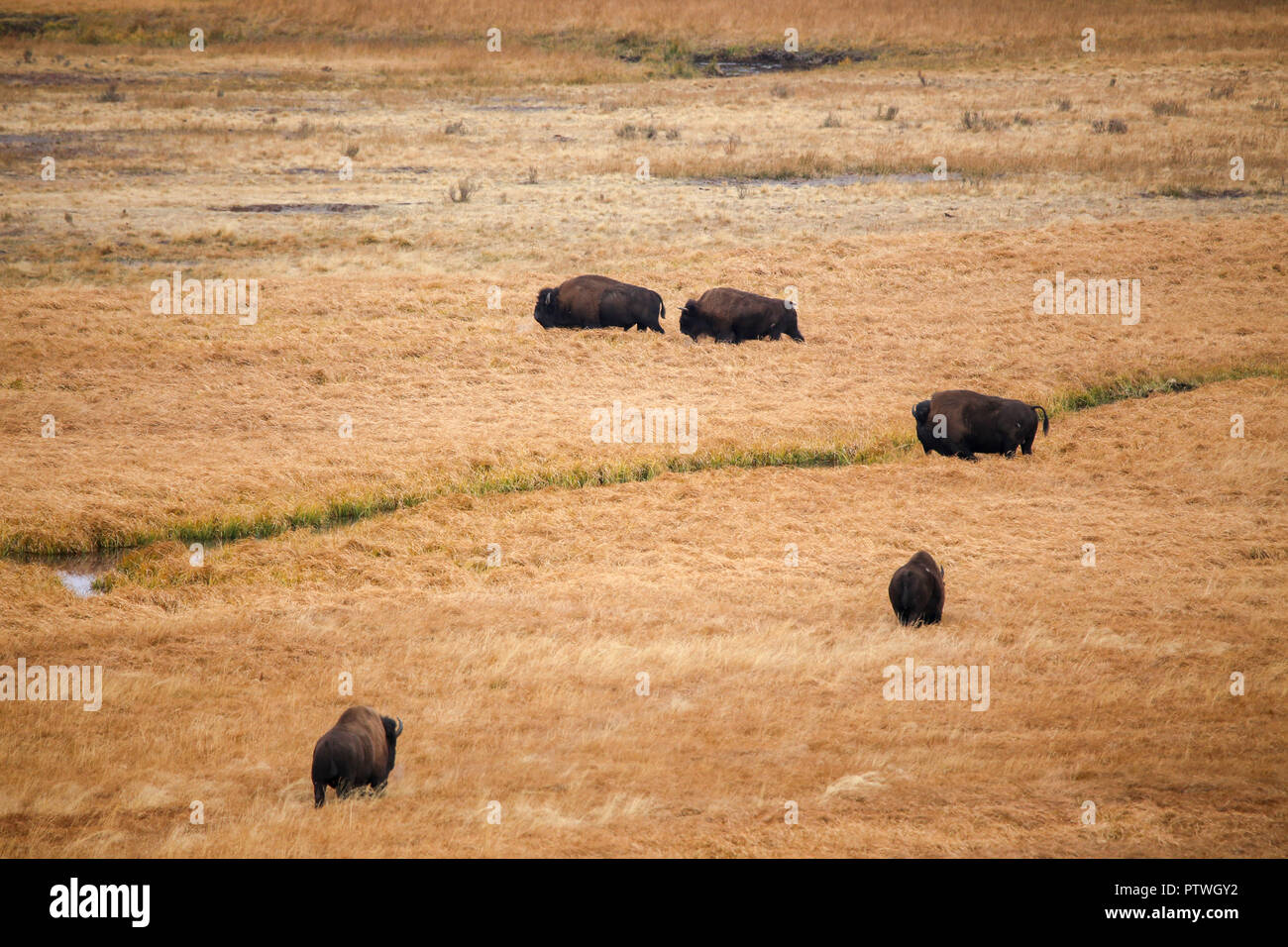 Eine Gruppe von fünf männlichen Bison im Hayden Valley Wiese überquert einen kleinen Bach Stockfoto